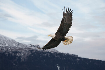 Bald Eagle Soaring Over Snowy Mountains Under Clear Sky