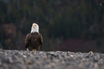 Bald Eagle Standing on Rocky Shore with Forest Background