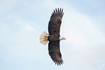 Majestic Bald Eagle Soaring Overhead Against a Bright Clear Sky