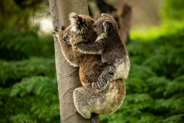 A baby australian koala (Phascularctos cinereous) being carried by its mother. In the wild.	