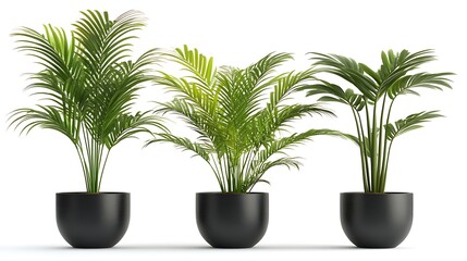Obraz premium Lush green palm plants collection pictures