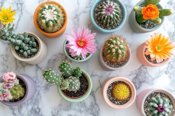 A top-down view of multiple miniature cacti with vibrant flowers in assorted pastel-colored pots, arranged on a marble surface