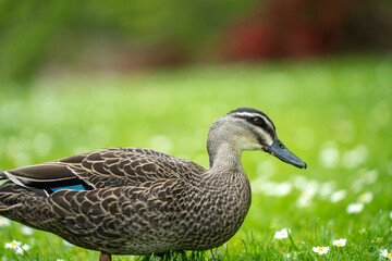 ducks in a park on a pond and on grass