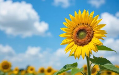 Obraz premium A close-up photo of a sunflower against a blue sky with fluffy white clouds