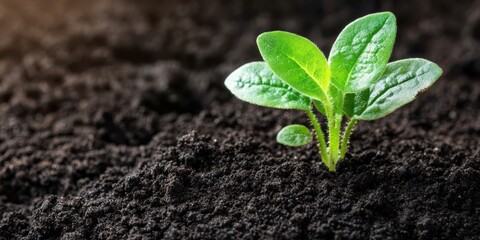 Naklejka premium Gardening banner