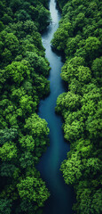 River, dense forest in summer. View from above.