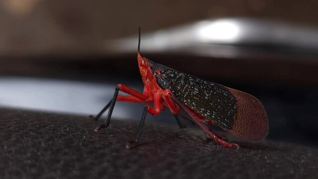 Rare bug black and red variety, India
