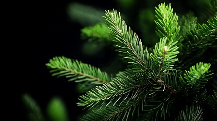 Fototapeta premium Lush Evergreen Fir Branch Close-up: Deep Green Needles Against Dark Background AI Generated