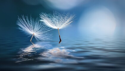 A Dandelion Seed Floating on Water