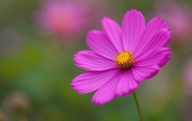 A close-up of a pink cosmos flower with a blurred purple flower in the background