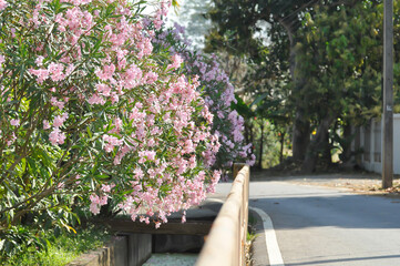Oleander, Rose Bay or Sweet Oleander or apocynaceae or Nerium oleander L or pink flower