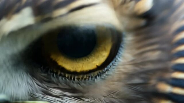 Extreme close-up of a blinking hawk&rsquo;s eye reveals detailed textures of feathers and vivid golden iris, capturing intense natural focus.