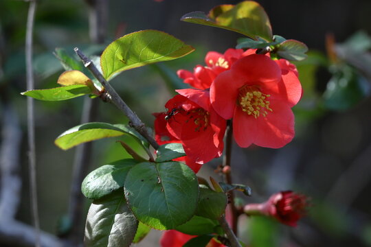 華やかに咲く