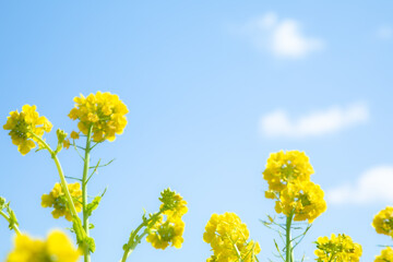 春の花畑
