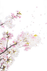 Obraz premium 봄소식을 알리는 만개한 벚꽃들과 하늘