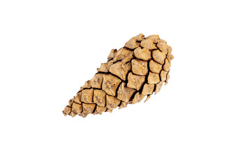 Isolated pinecone on a white background
