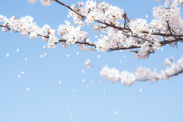 봄소식을 알리는 만개한 벚꽃들과 하늘