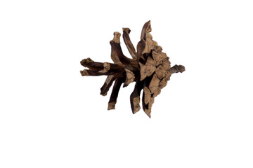 Isolated pinecone on a white background