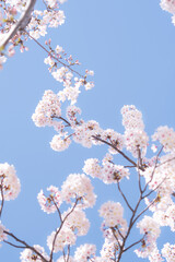 봄소식을 알리는 만개한 벚꽃들과 하늘