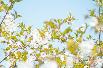 봄소식을 알리는 만개한 벚꽃들과 하늘