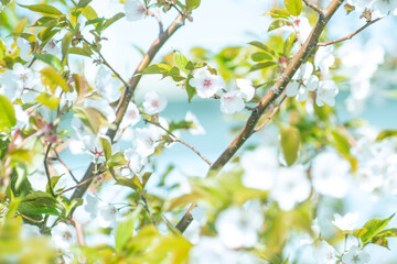 바람에 흩날리는 벚꽃들과 하늘