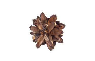 Isolated pinecone on a white background