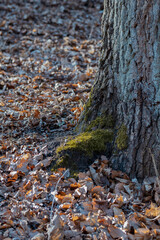 Moss-Covered Tree Base with Yellow Leaves in Kappsta Nature Reserve, Lidingö
