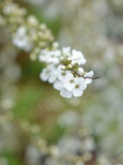 apple tree flowers