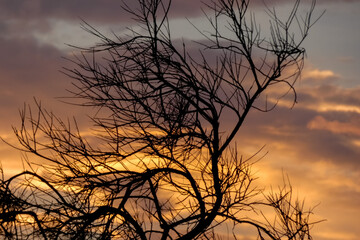 Obraz premium Leafless trees silhouetted against a vibrant sunset sky