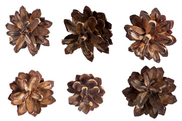 Isolated collection of pinecones on white background