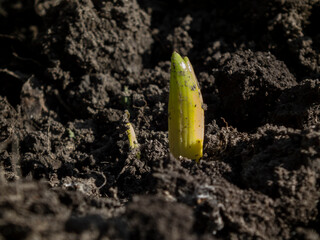 Fresh Green Shoots Emerging from Fertile Soil in Early Spring
