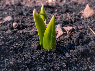 Fresh Green Shoots Emerging from Fertile Soil in Early Spring