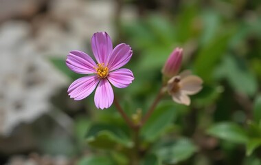 A close-up of a Lewisia flower with vibrant petals
