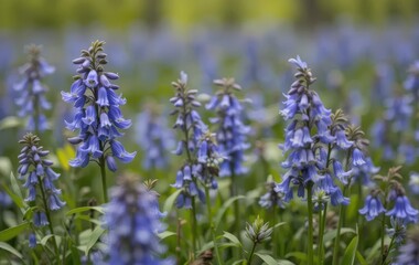 Obraz premium A field of bluebell flowers in a prairie setting