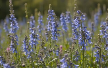 Fototapeta premium A field of bluebell flowers in a prairie setting