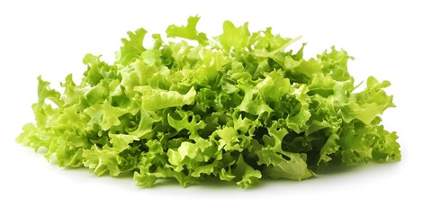 fresh green lettuce