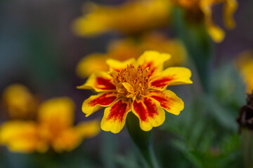 Yellow marigold flower on a green background on a summer sunny day macro photography. Blooming tagetes flower with yellow petals in summer, close-up photo.	

