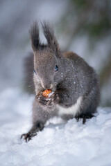 Eichhörnchen und seine Nuss