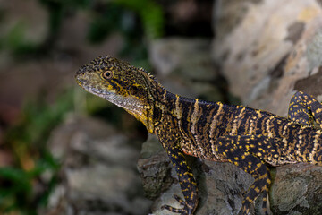Eastern water dragon