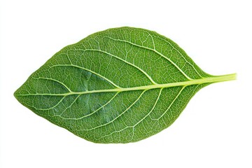 Obraz premium Fresh Vibrant Green Leaf on White Backdrop Capturing Detailed Veins and Natural Elegance Isolated for Design