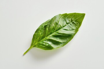 Studio shot of a fresh green basil leaf against a white background showcases aromatic culinary herb detail