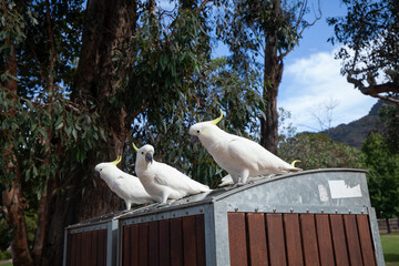 freche Gelbhaubenkakadus fressen im Park in Grampians-Nationalpark.