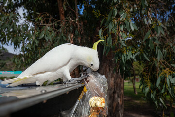 frecher Gelbhaubenkakadu klaut das fressen aus den Mülleimern im Park in Grampians-Nationalpark.  © jiriviehmann