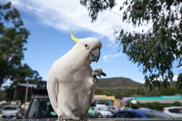 frecher Gelbhaubenkakadu klaut das fressen aus den Mülleimern im Park in Grampians-Nationalpark. 