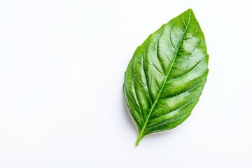 Obraz premium Close up vivid basil leaf on white backdrop freshness herb culinary aromatic green nutrition raw