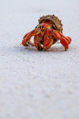 Portrait image of a red Hermit Crab walking on white sand, with blurred foreground