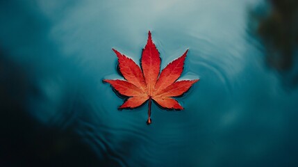 A vibrant red maple leaf floats peacefully on blue water surface