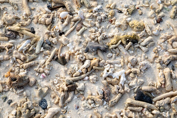 View from above of coral beach with different shapes and textures