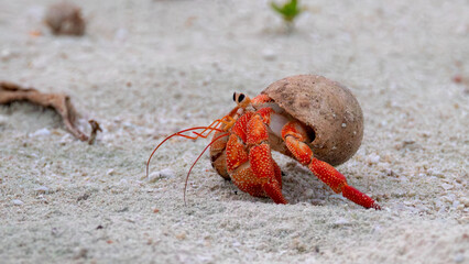 Red Hermit Crab walking to the left on a beach, side profile