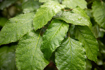 Green leaves with water droplets, in a tropical environment